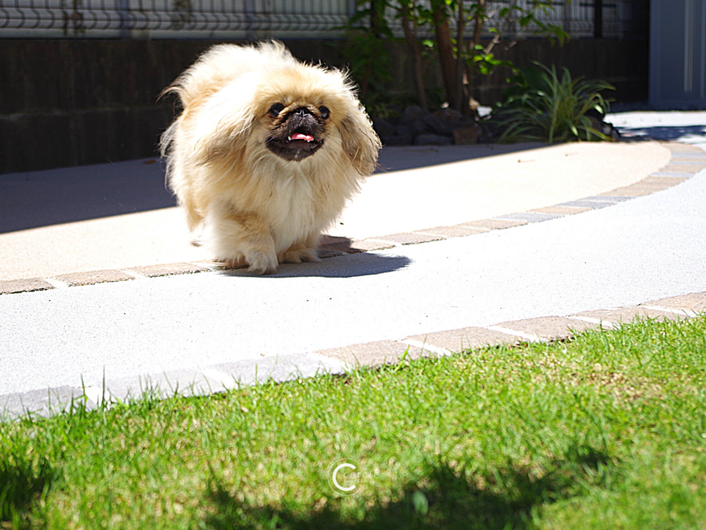 鈴鹿市 にくきゅう型 天然芝ドッグランはシニア犬にもお子様にも嬉しい みんなのお庭 お庭のリフォーム リガーデン お庭 エクステリアのcercle セルクル 鈴鹿市 四日市市