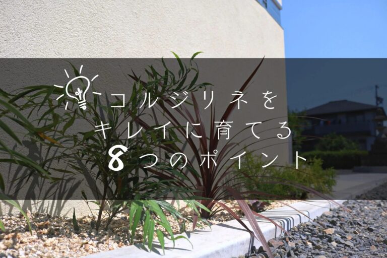 【後悔しないお庭づくり】おすすめの植栽「コルジリネ（コルディリネ）」