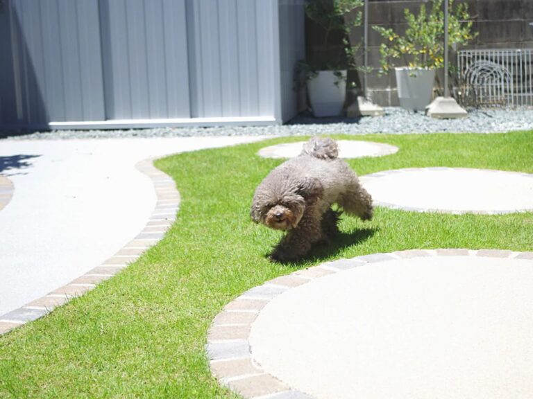 「にくきゅう型」天然芝ドッグランはシニア犬にもお子様にも嬉しい「みんなのお庭」【お庭のリフォーム/リガーデン】